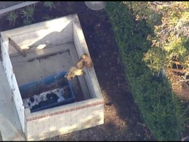 VIDEO: Bear Cub Rescued From Dumpster